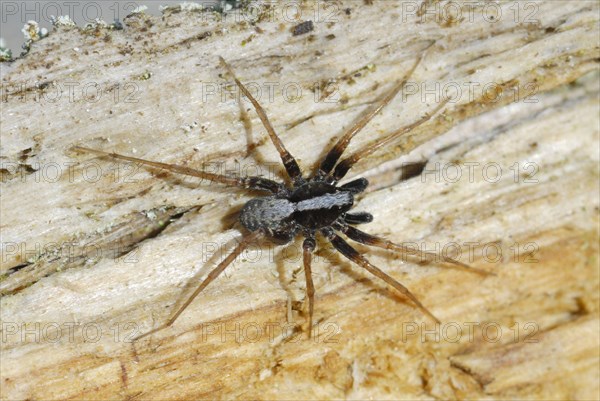 Dancing Wolfspider