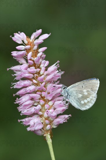 Alpine Argus