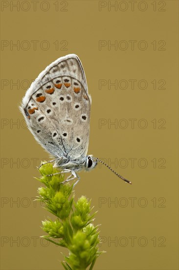 Common Blue