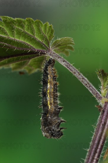 Larva of painted lady