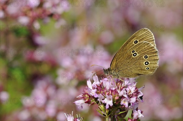 Ringlet