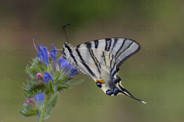 Papilio podalirius