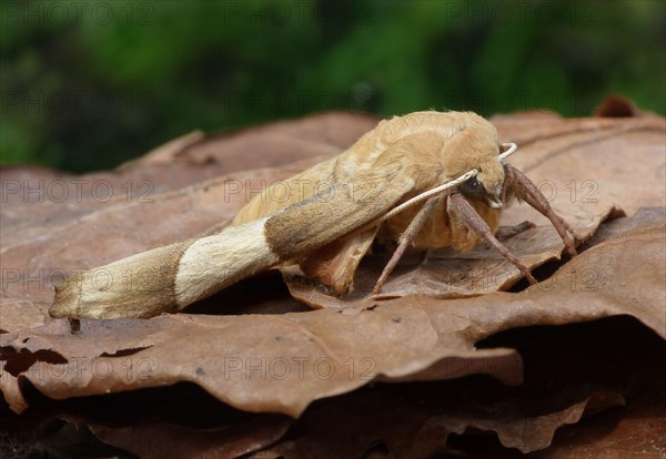 Oak hawk-moth