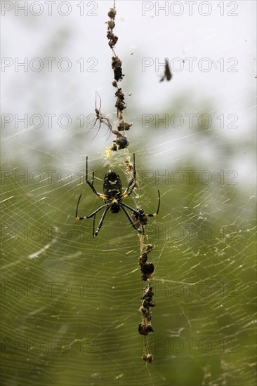 Silk spider