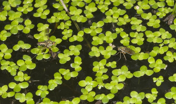 Glittering Green Fly