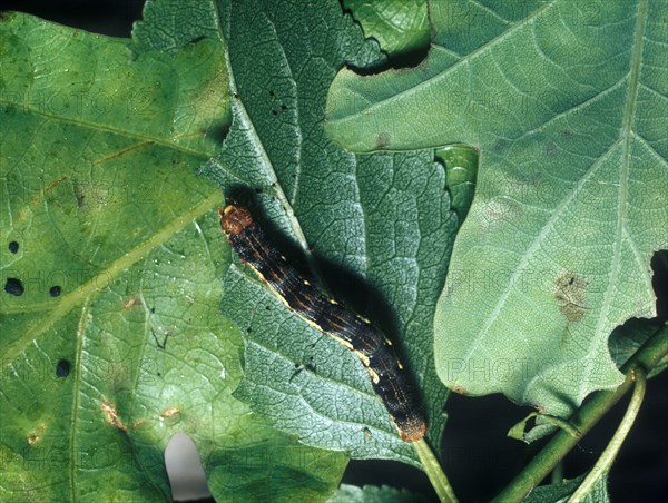 Large Frost Moth