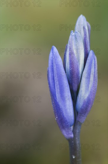 Endymion hyacinth