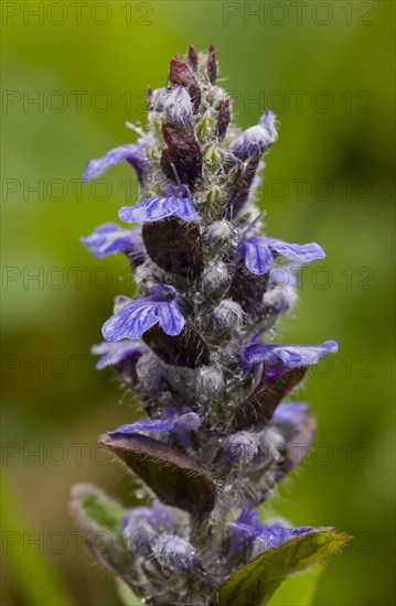 Common Bugle