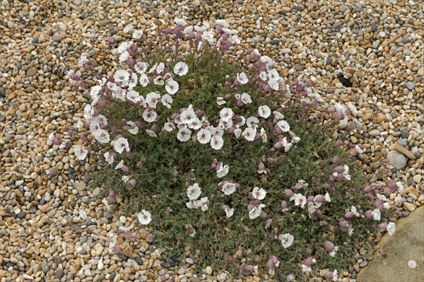 Sea campion