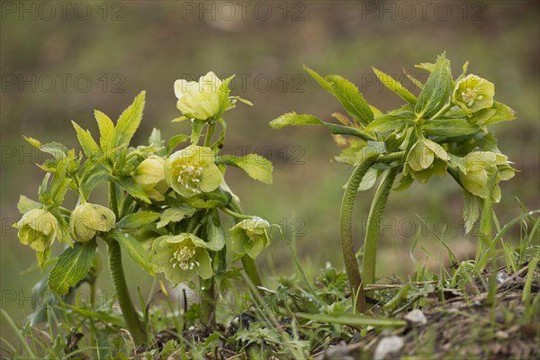 Green Hellebore