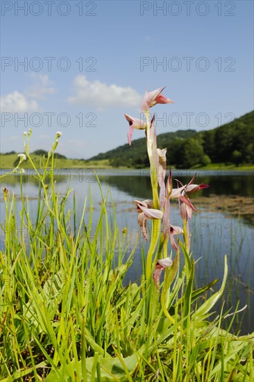 Flowering tongue-orchid