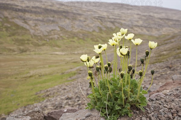 Flowering arctic poppy