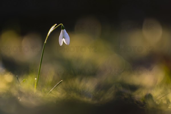 Snowdrop