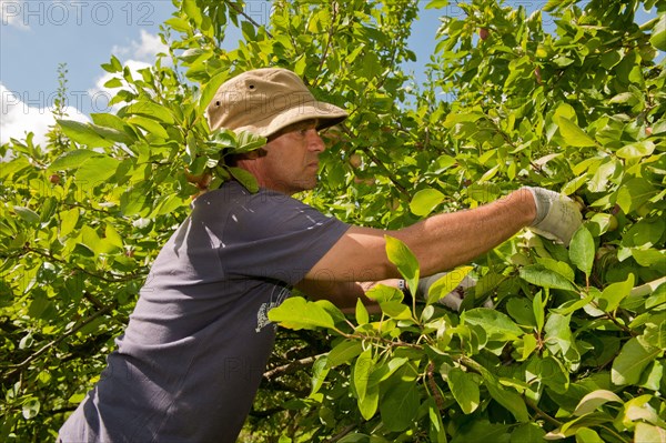 Prunus x domestica