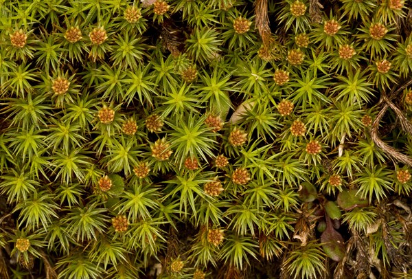 Juniper-leaved juniper haircap