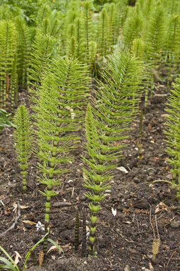 Great horsetail