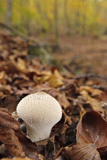 Common puffball