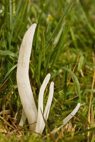 White Spindles