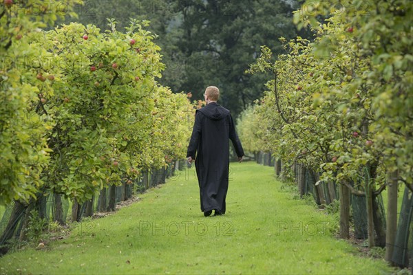 Orchard with cultivated apple tree