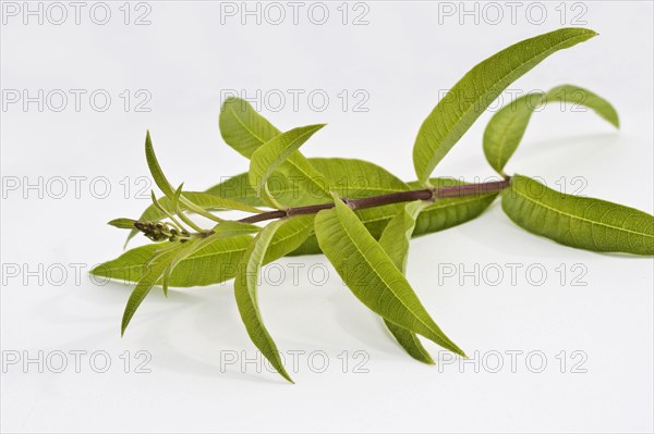(Verbena) citriodora, Aloysia citriodora, Lippia citriodora, Lemon verbena, Verbena triphylla cut stem and leaves