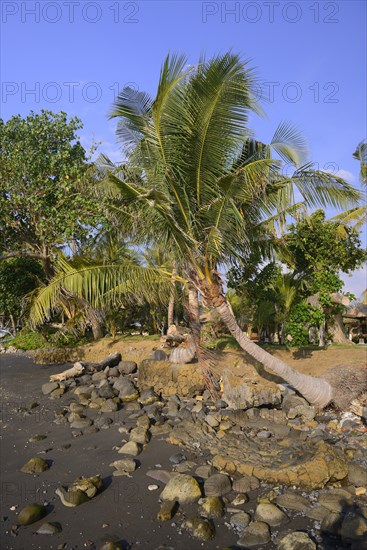 Coconut palms