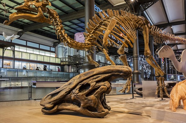 Amurosaurus skeleton and Olorotitan skull at the Royal Belgian Institute of Natural Sciences