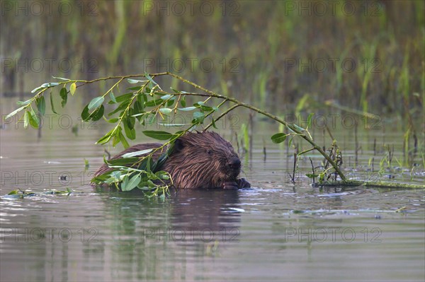 Eurasian beaver