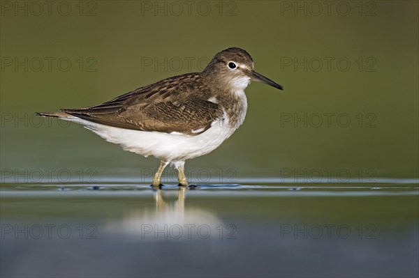 Common sandpiper