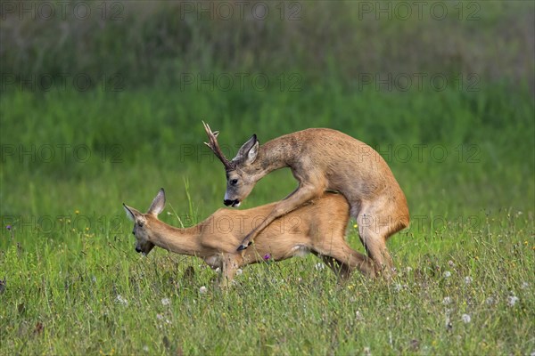 European european roe deer