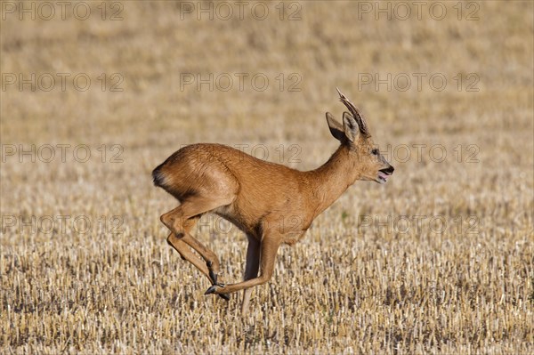 European european roe deer