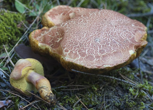 Apricot-coloured felt boletus