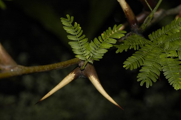 Buckhorn Acacia