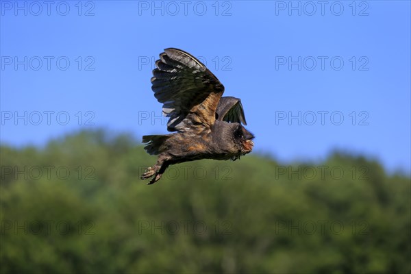 Sao Tome Barn Owl