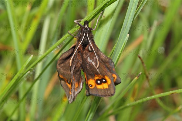 Round-Eyed Moor Fritillary