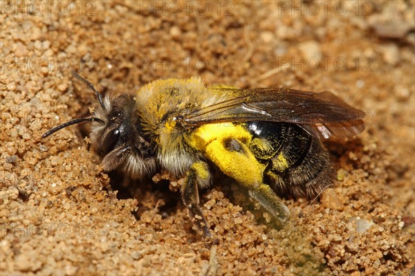 Grey-backed Mining-bee