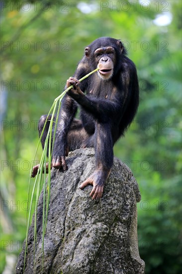 Chimpanzee