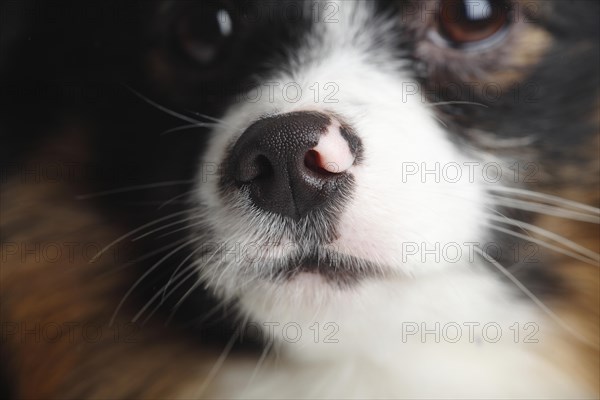 Mixed breed dog