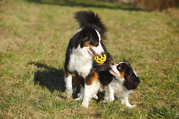 Australian Shepherd