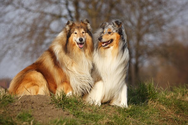 Scottish Sheepdogs