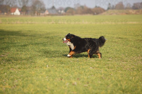 Bernese Mountain Dog