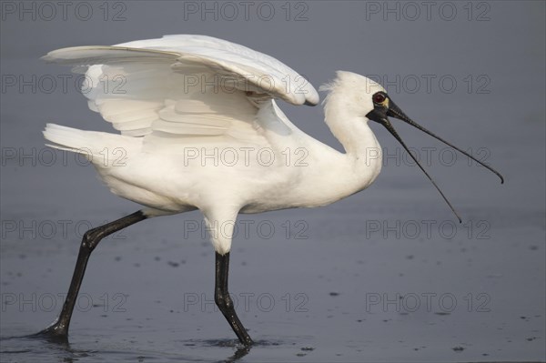 Black-faced black-faced spoonbill