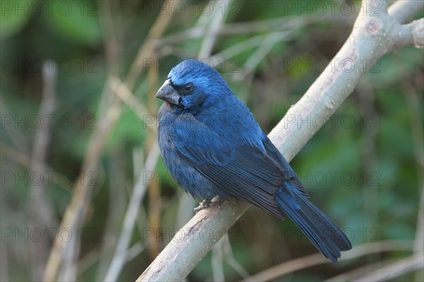 Ultramarine grosbeak