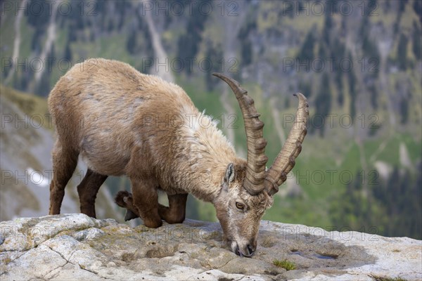 Alpine Ibex