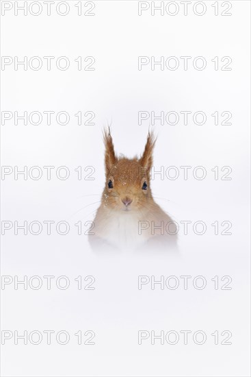 Eurasian red squirrel