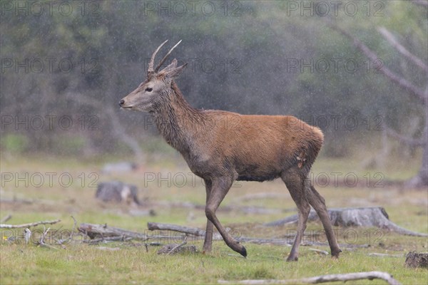 Red Deer