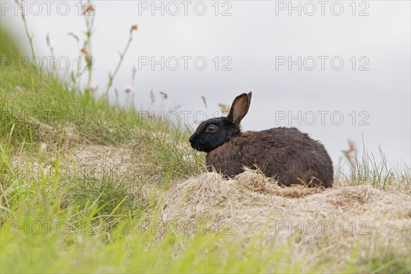 European Rabbit