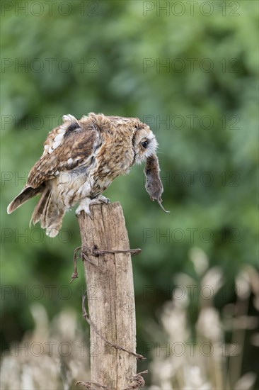 Tawny Owl