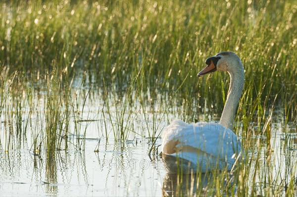 Mute Swan