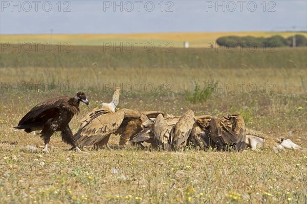 Eurasian Black Vulture