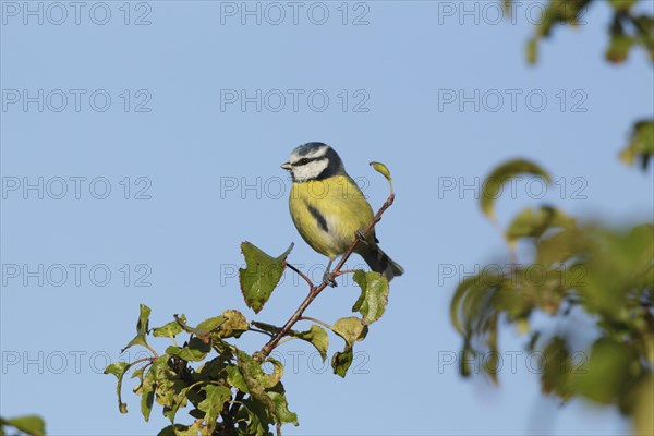 Blue tit